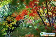 �����S�������^(q��)�����΄����f�t��