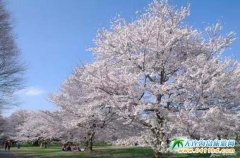 2016�ձ��ѻ�֮�á����ݙѻ���һ֦