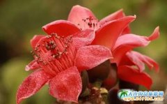 ����ľ�޻�ʢ�_�r�g������ľ�޻������p������