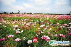 ꖴ����µ����� ������������