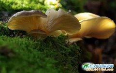 �Ĵ�ɽ����خa(ch��n)Ұ�������Ĵ�ɽ���Ұ������ô���J��