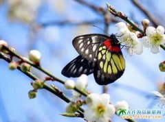 �_���p���ι������_��ȫ�껨�ڿ��R