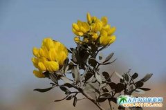 �����ƴ���(ji��)�p�����ι�����ɳĮ��Ğ��а�