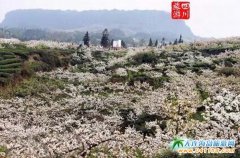 �Ĵ���ɽ�\���滨��(ji��)3��19���_Ļ