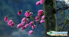 �Ĵ��������Ļ�����ʢ�_���������Ļ��^�p����