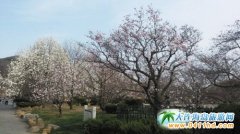 �������ѻ�ʢ���� ���m�����G