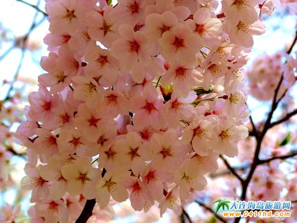 ����������ѻ�