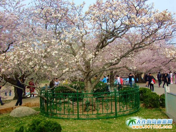 ����������ѻ�