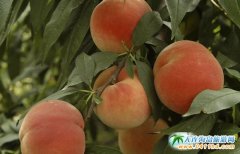 2016�������Ӳ�ժ���r(n��ng)������P(gu��n)��(y��ng)�o(j��)���^һ����105Ԫ