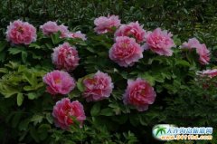 ɽ�|�ʝ�ĵ���Ļ����ι�(ji��)�_Ļ 42�f��ĵ��ʢ�_