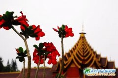 ���p��{������ڿӵ��ľ��c���ҵ��옷(��ӛ)