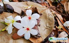 �����пͼ�ͩ������ɭ��ͩ������4��23�յǈ�