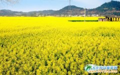 ���ǽ��^(q��)���F(xi��n)��Ƭ�Ͳ˻��� ռ��600����(j��ng)���_�Ž��S���