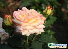 180��N�����¼�Ʒ�N�����౱�������¼����