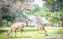 �ܵ��ձ�����ι¹���������ɶ�������