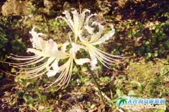 ���ҽ���ľ��^(q��)����ʥ�� �ٻ��R��