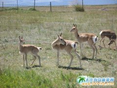 16ֻ����ԭ���ຣ����(gu��)�Ҽ�(j��)��Ȼ���o(h��)�^(q��)�ɹ�����