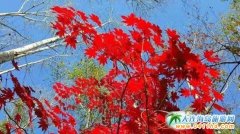 ȥ�L(zh��ng)��ɽ���������O�µ�����