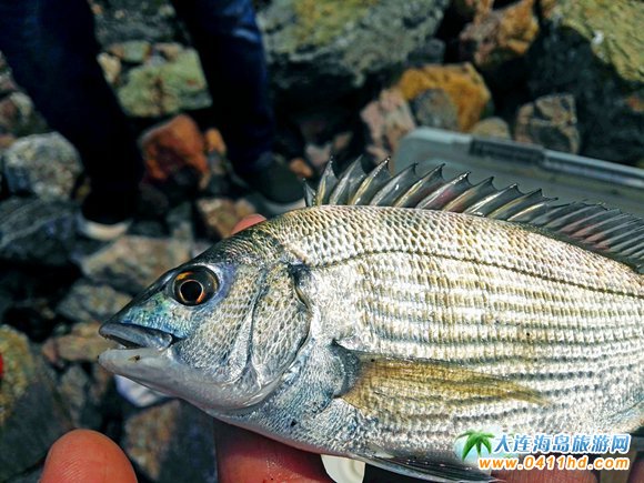 ���Íu�＾�������ƹ�(ji��)