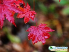 �t�����ȵ�����Ϫ�P�Tɽ���~������