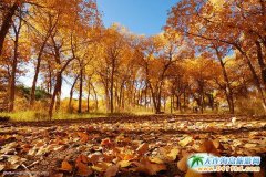 �������֡���Ҳ�Ҫ�z��������