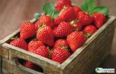 �@ô�x�������ܳԵ�����Ĳ�ݮ