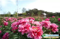  ���BӢ��ʯֲ��@����ĵ���� 