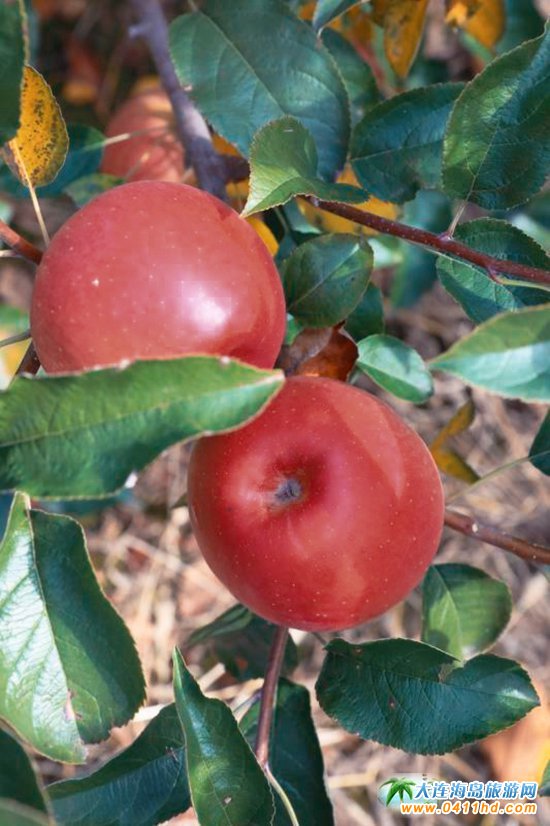 ���B�O����ժ