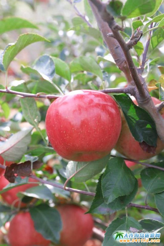 ����O����ժ