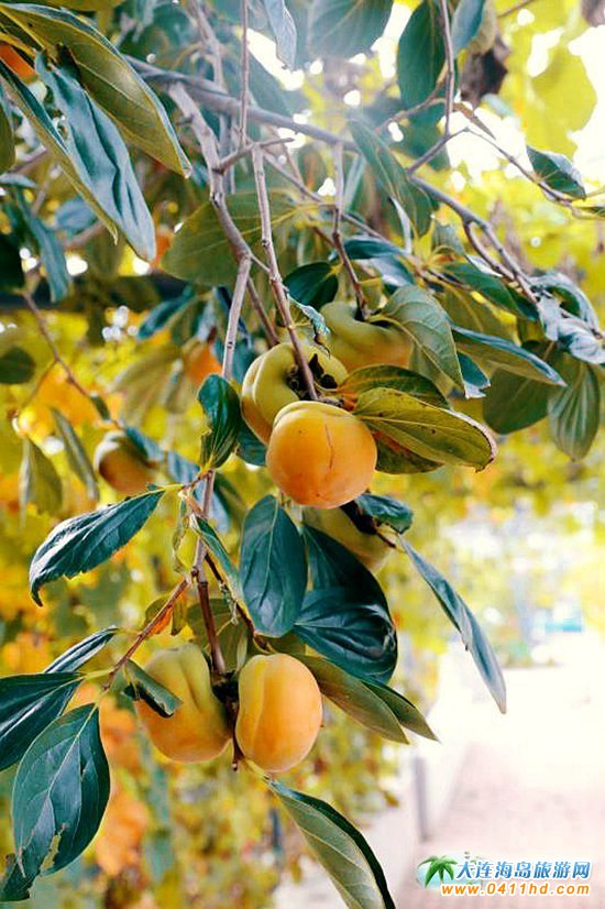  ��혺���O����ժ�@