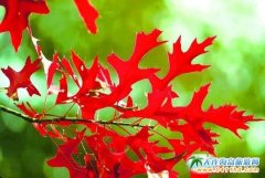 ���B���~�ֈF(tu��n)ُ(g��u)�Ԓ�����B���~��ʲôʲô�r(sh��)��Y(ji��)����