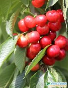 ���Ҽt��������֮����֦�^���