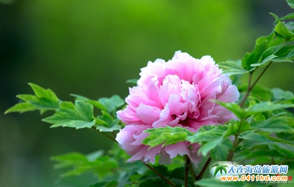 ���ĵ���@