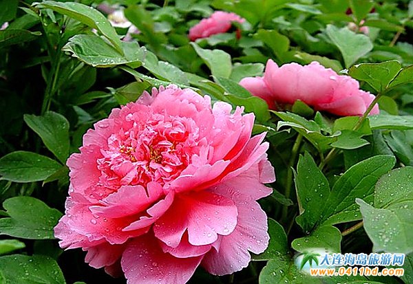 ���ĵ���@