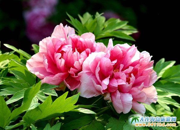 ���ĵ���@