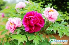 �����^(q��)ĵ���@10�f��ĵ�������涷�G���οͿ������M(f��i)��@���p��