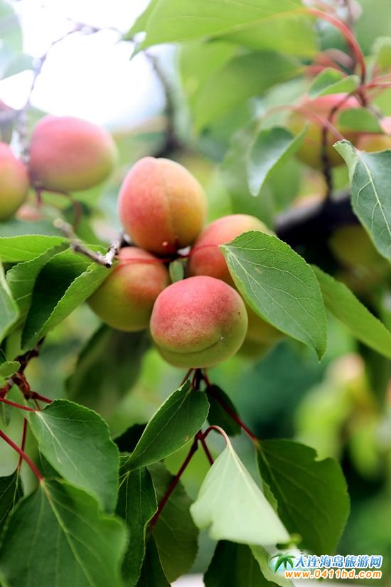 ���ɽ���