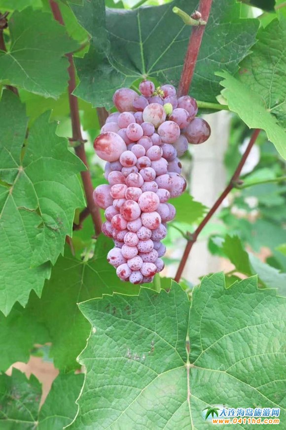 ���﹝(ji��)С�L��ȥ���������Ѳ�ժ+��Ȫ���@��