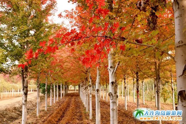 ��ʮ�ﱤ���~��