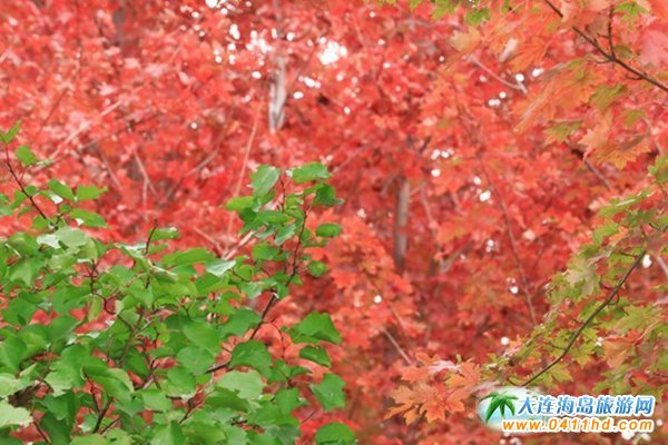 ��ʮ�ﱤ���~��