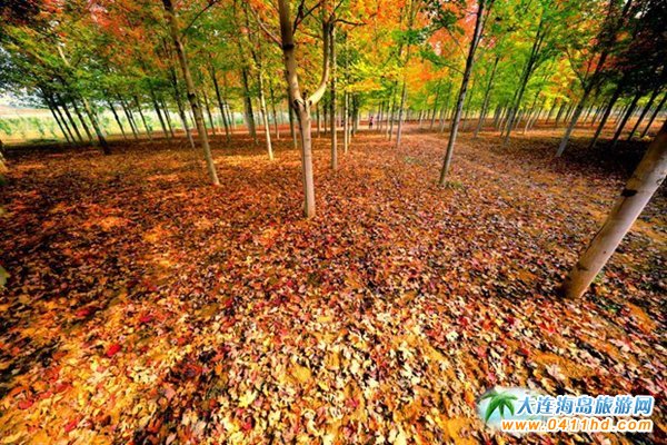 ��ʮ�ﱤ���~��