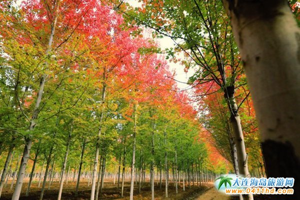 ��ʮ�ﱤ���~��