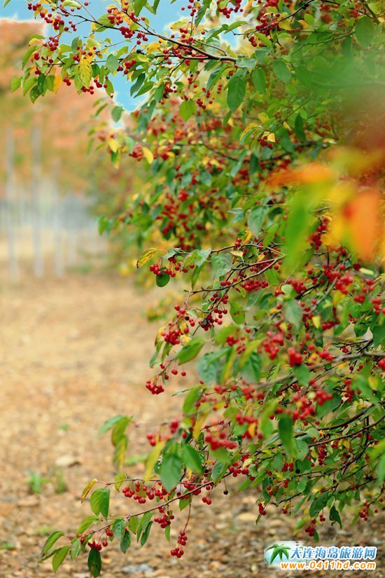 ��ʮ�ﱤ���~��