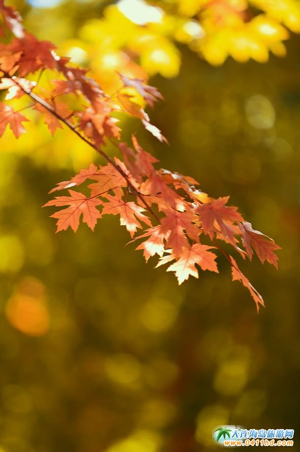 ���B�p���~