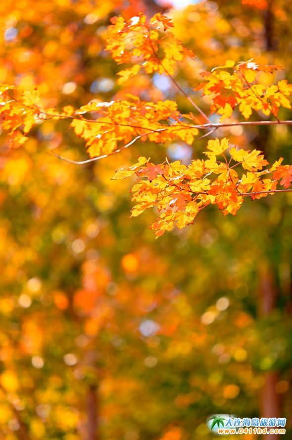 ���B�p���~