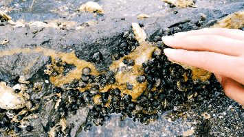 ���L���u��8��15�ձ�������ʯ�Ļ����[�V���֏�(f��)�_����