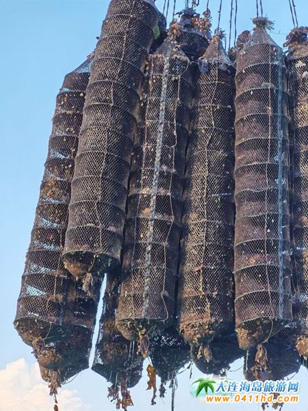 �L���h�R�S��đ