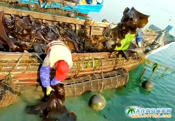 �L���h�R�S��đ