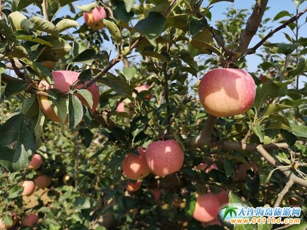 ���B޹�²��f�@