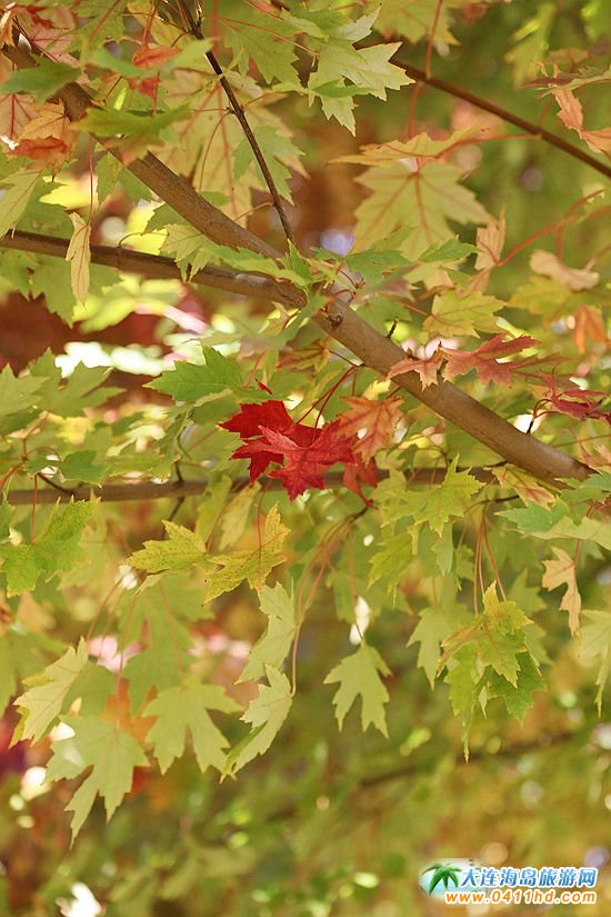 ��ʮ�ﱤ���~��